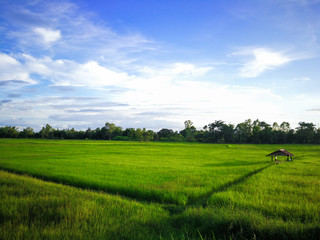 Fototapeta na wymiar Paddy rice field green grass on green background in thailand