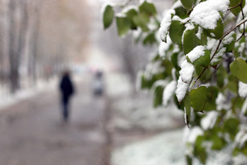 winter forest landscape sunlight and snow
