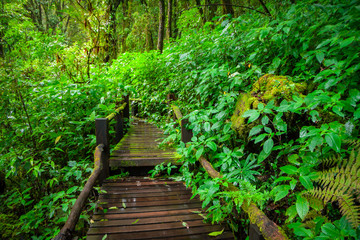 Obraz premium Ang ka nature trail , Rain forest at Doi Inthanon national park , Chiang mai , Thailand
