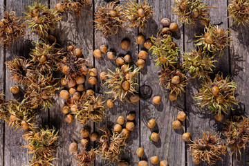 Frische Haselnüsse vom Baum