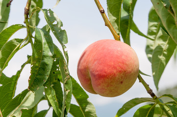 Fresh peach tree