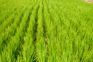 paddy rice field ,Japan