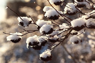 branch of the plant covered with snow winter macro