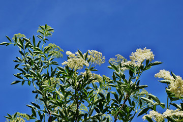 Blooming elderflower (Sambucus nigra)