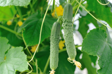 Cucumbers in the garden