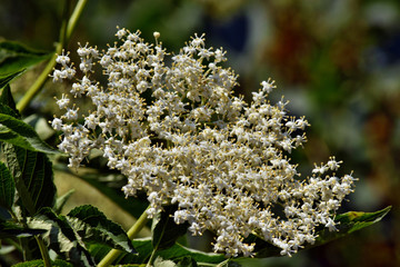 Blooming elderflower