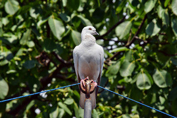 Beautiful pigeon bird