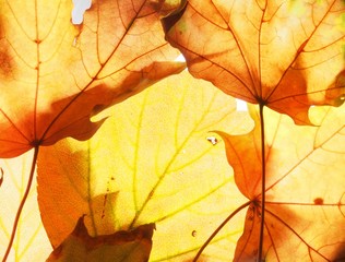 Naklejka na ściany i meble Fallen autumn maple leaves on the lumen. Texture.