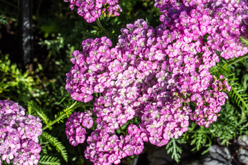 flowers of sunny pink Apple Blossom Achillea blossoming