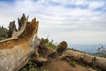 This view of two large beaver chewed tree stumps and felled trees with blue sky, water and foliage in the background shows the industrious mammal&rsquo;s work with visible teeth marks and wood chips.