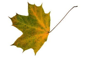 yellow green dry maple leaf on a white background