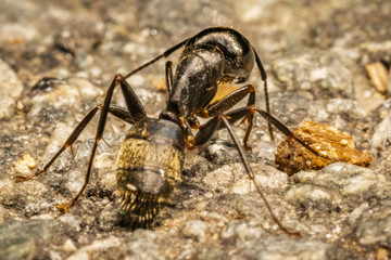 Ant