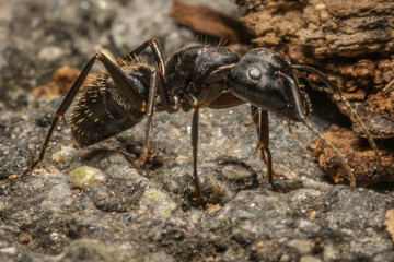 Ant