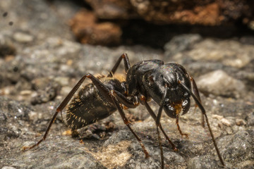 Ant