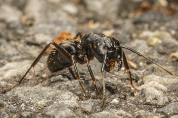 Ant