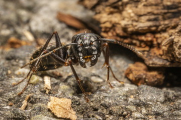 Ant