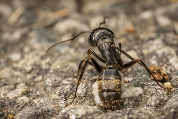 Ant