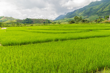 Beautiful paddy field and mountain landscape in SAPA Mu Cang Chai VIETNAM