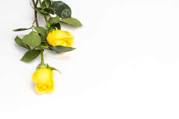 Rosas amarillas