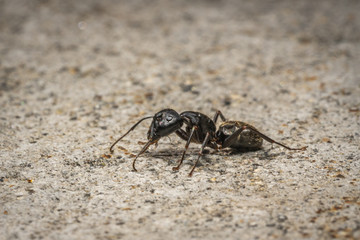 Ant