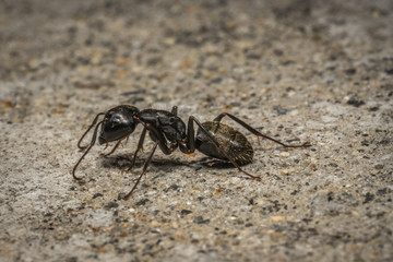 Ant