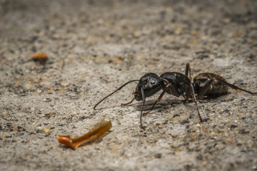 Ant
