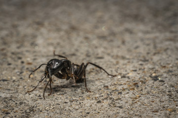 Ant