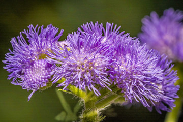 Obraz premium Purple flowers