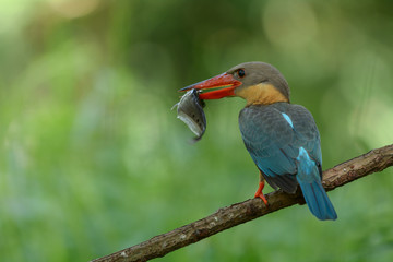 Stork-billed Kingfisher ; Pelargopsis capensis