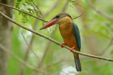 Stork-billed Kingfisher ; Pelargopsis capensis