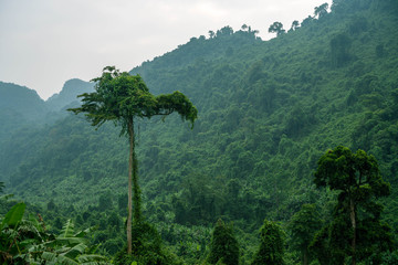 Big Tree in the Jungle