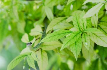 green snake on tree in garden.