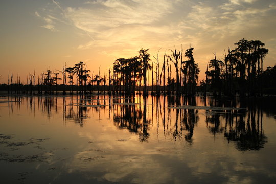 Cypress Swamp Sunset