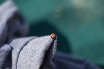 pretty ladybug