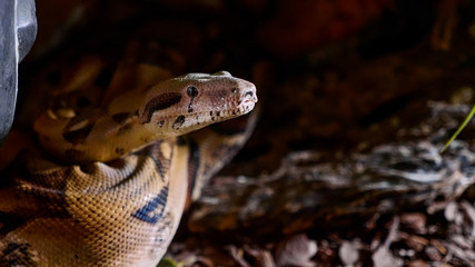 A close up of a snakes face, eyes, and tongue. Portrait of mperial boa