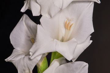Fototapeta na wymiar White gladiolus flower bloom on black background