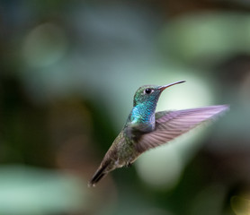Versicolored Emerald (Amazilia versicolor) hummingbird in flight. Puerto Iguazu , Misiones, Argentina