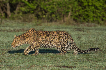 Leopard (Panthera pardus) hunting in the Maasai Mara, Kenya