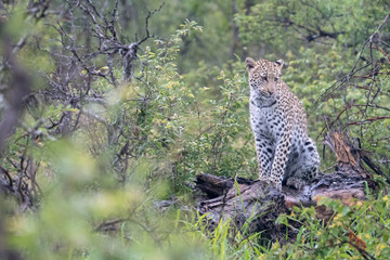 Leopard (Panthera pardus) in a tree, Timbavati Reserve, Greater Kruger, South Africa