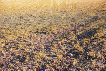 Autumn nature. Leaves and bushes with the yellow leaves in the p