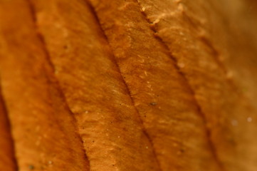 Background texture of fallen tree fractured stem in the light of the morning sun