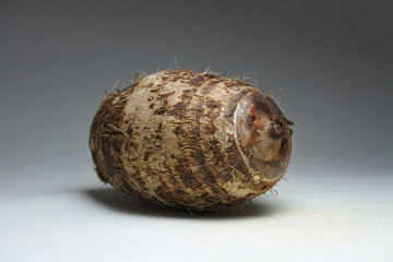Tannia tropical tuber