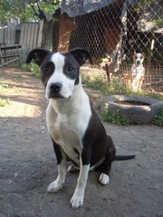 american staffordshire terrier