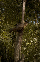 monkey