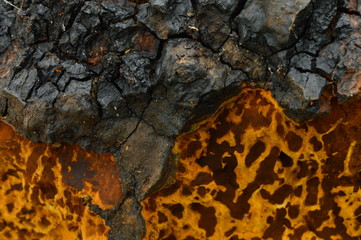 Chaga texture background of a mushroom outgrowth on a birch trunk