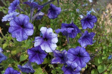 Morning glory flower