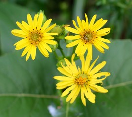 The three bright yellow flowers in the field.