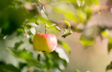 Rippe apples in the orchard ready for harvests