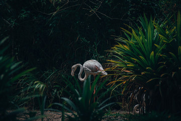 Caught a white Flamingo on camera