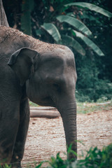 Naklejka premium Elephantastic